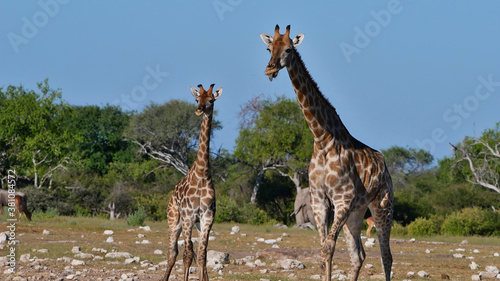Fototapeta Naklejka Na Ścianę i Meble -  Two angolan giraffes (giraffa camelopardalis angolensis, namibian giraffe) standing together, one sticking out its tongue, in Kalahari desert, Etosha National Park, Namibia, Africa.