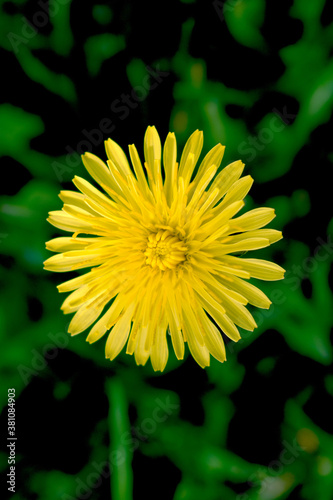 Green field with yellow dandelions. Closeup of yellow spring flowers on the ground