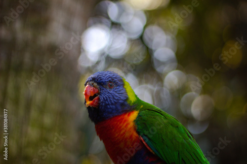 Colorful parrot