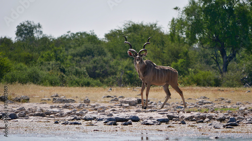 Majestic greater kudu woodland antelope (tragelaphus strepsiceros) with huge antlers at a waterhole in Kalahari desert, Etosha National Park, Namibia, Africa. photo