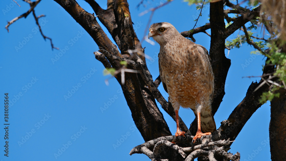 Greater kestrel falcon bird (Falco rupicoloides, white-eyed kestrel) with brown plumage sitting on a tree in Kalahari desert, Etosha National Park, Namibia, Africa. Greater kestrel falcon bird (Falco rupicoloides, white-eyed kestrel) with brown plumage sitting on a tree in Kalahari desert, Etosha National Park, Namibia, Africa.