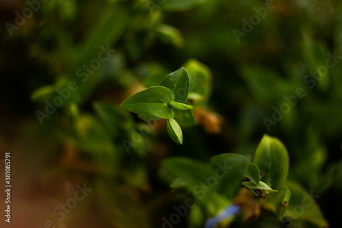 leaves in the forest