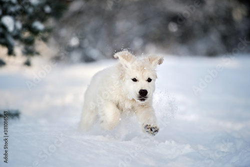 golden retriever puppy running in the snow outdoors