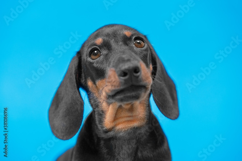 Close up portrait of cute little black and tan puppy dachshund looking right to the camera. Adorable eyes, pretty emotional dog face. Bright blue background, copy space. © Masarik