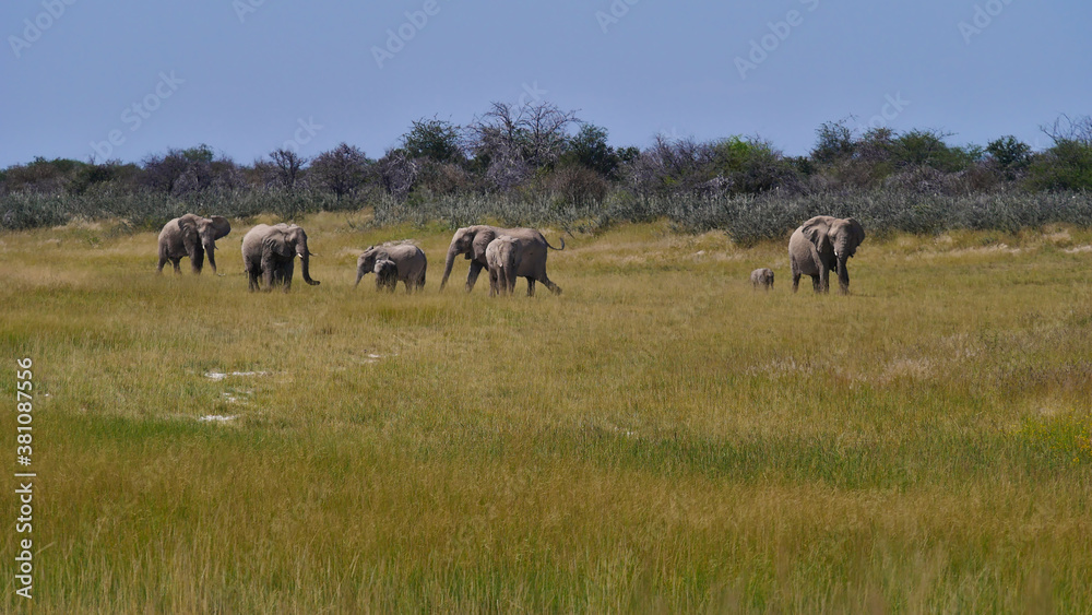 Herd of African elephants (loxodonta) with two babies walking through grass land in Kalahari desert, Etosha National Park, Namibia, Africa. Herd of African elephants (loxodonta) with two babies walking through grass land in Kalahari desert, Etosha National Park, Namibia, Africa.