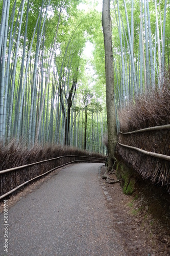 Fototapeta Naklejka Na Ścianę i Meble -  path of bamboo 