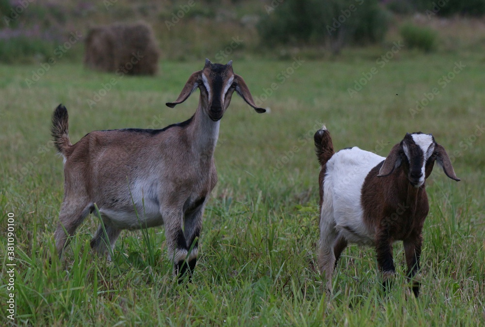 A pair of young Anglo-Nubian goats graze on a cut field among the green grass.