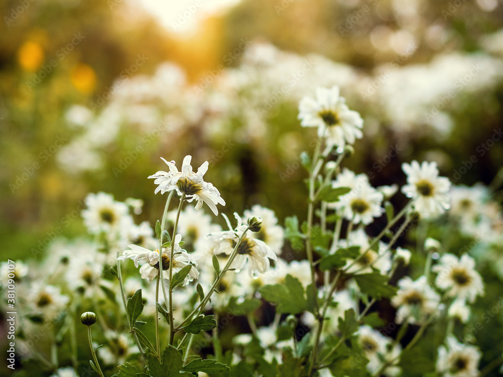 white chrysanthemums on a natural background. Floral greeting card. Selective focus.
white chrysanthemums on a natural background. Floral greeting card. Selective focus.