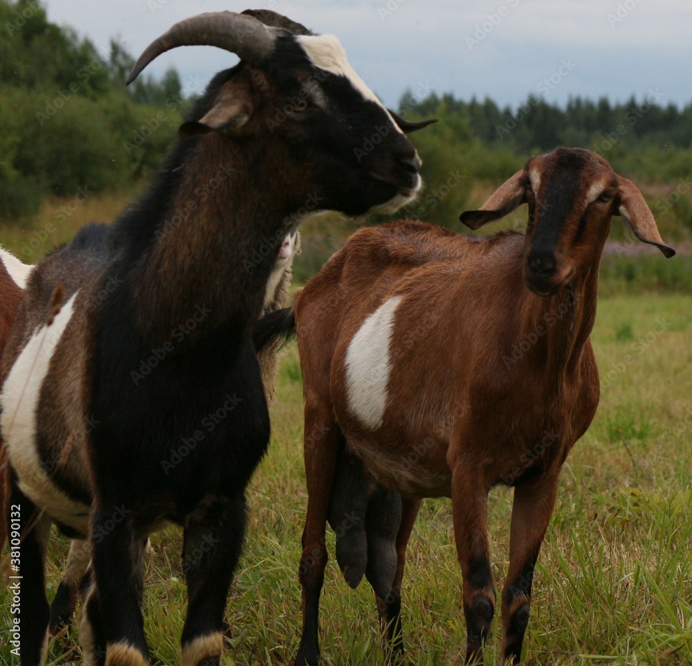 Love exists among animals: a pair of Anglo-Nubian goats (male and female) look in love at each other against the background of withering grass in autumn.