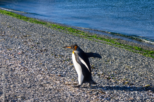 A happy king penguin walking