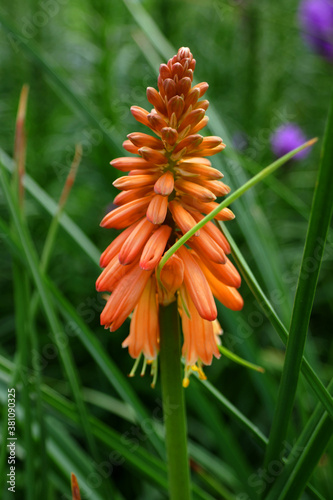 Kniphofia photo