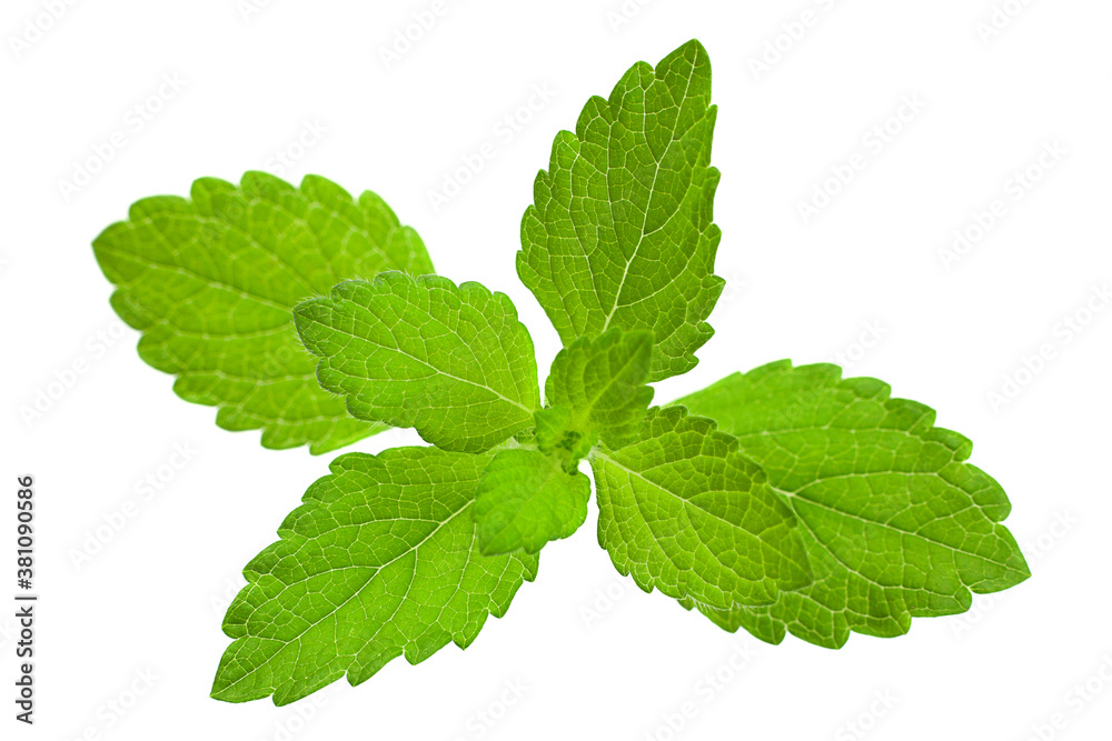 Mellisa lemon balm leaf Mellisa lemon balm leaf