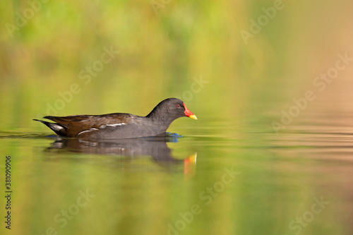 A common moorhen (Gallinula chloropus) swimming in a pond in the city.
