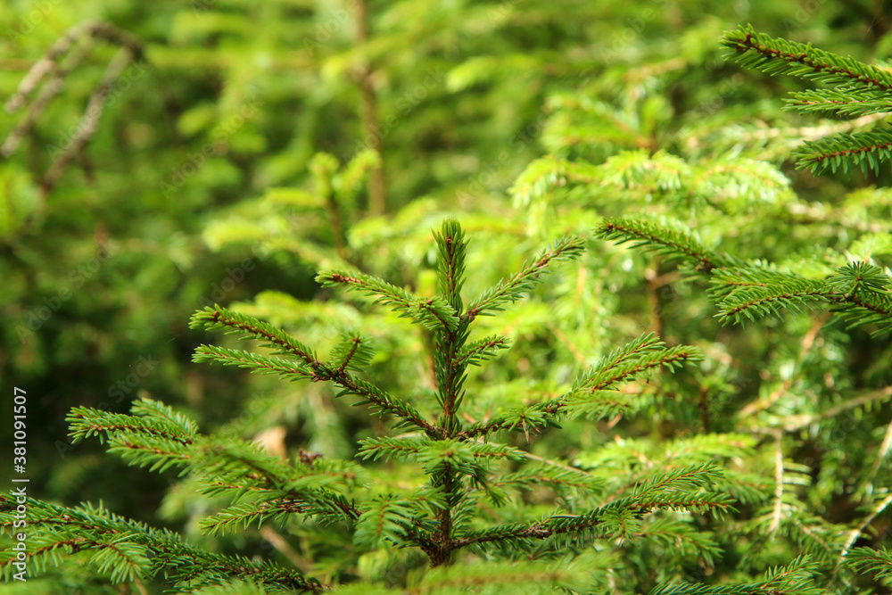 The detail of the young coniferous trees in the deep forest without regulation. 