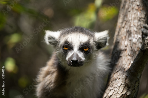 Ring-tailed lemur portrait