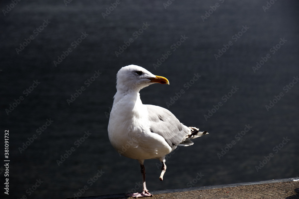 Seagull with only one leg ( broken leg )walking next to sea shore Seagull with only one leg ( broken leg )walking next to sea shore
