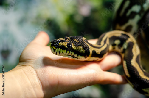 Morelia spilota cheynei, or the jungle carpet python