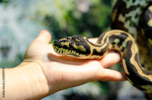 Photography Morelia spilota cheynei, or the jungle carpet python