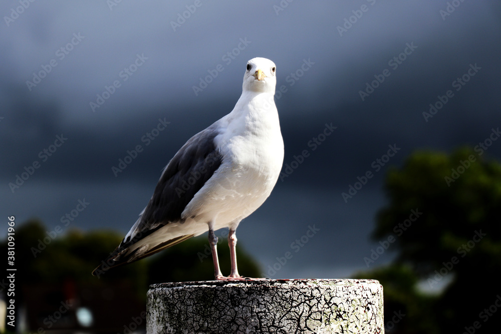 Seagull standing on a metal pole and looking at camera Seagull standing on a metal pole and looking at camera