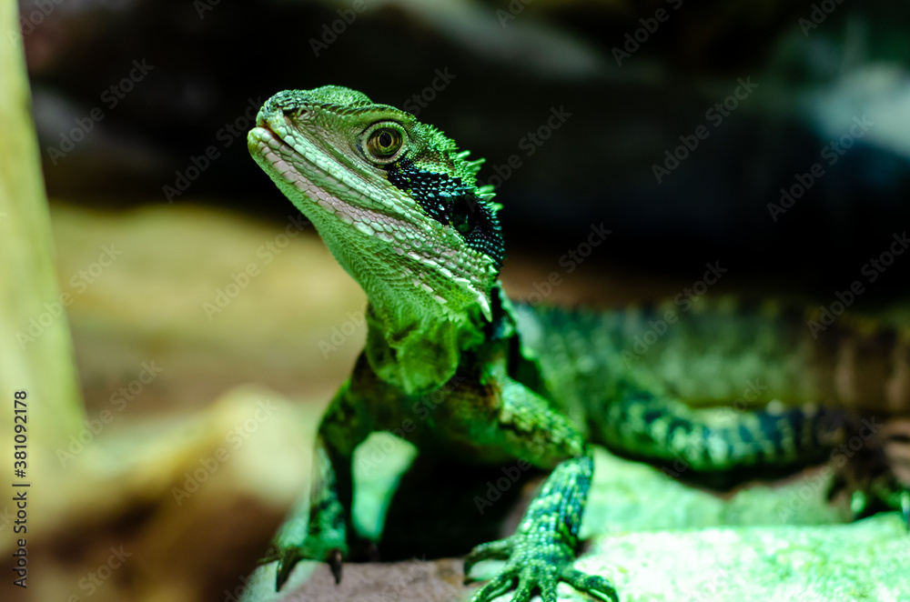 Fototapeta premium The Australian water dragon (Intellagama lesueurii)
