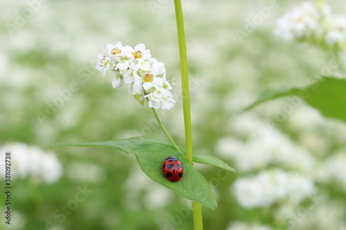 Quadro su tela ソバの花とテントウムシ