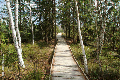 The picture from the protected area in Czech Republic called  Chalupsk   sla     Hut peat bog  at   umava national park. The wooden pathways lead over the peat bogs among the birches. 