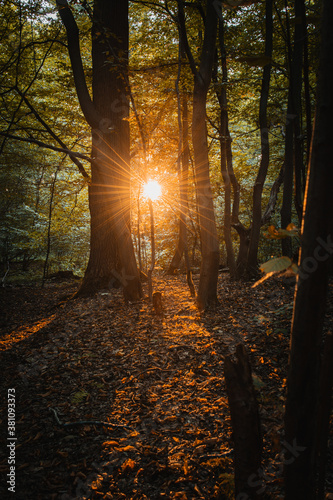 Beautiful dreamy sunset sunt light in a green fresh summer forest with warm light. Realx in the calm woods and get some natural energy. Peaceful and realx nature scene