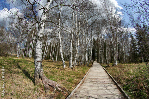 The picture from the protected area in Czech Republic called "Chalupská slať" (Hut peat bog) at Šumava national park. The wooden pathways lead over the peat bogs among the birches. 