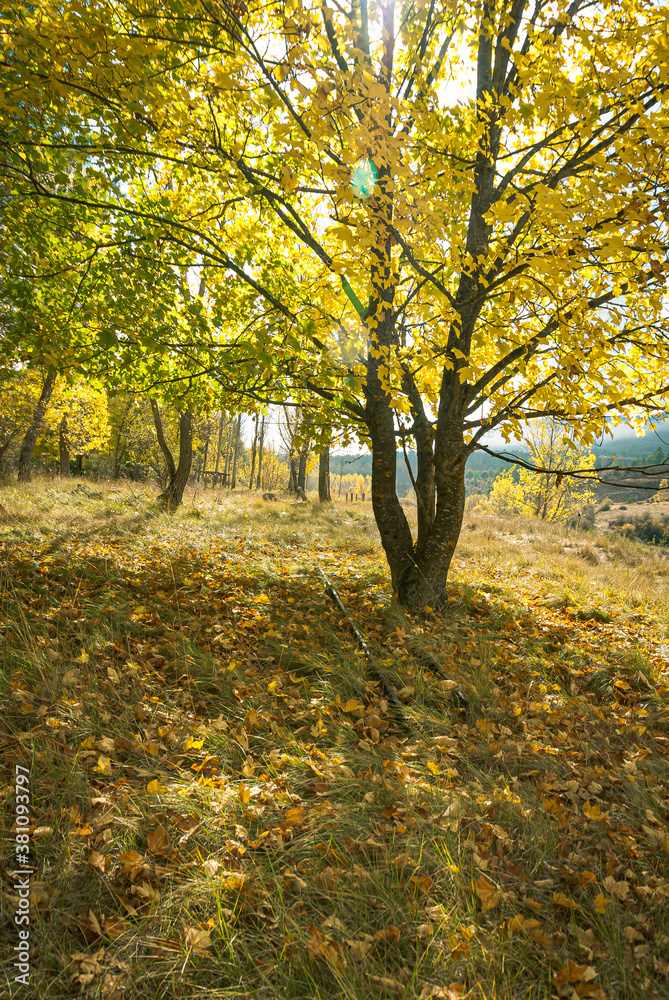 Forest landscape of Cuenca province in autumn. Spain