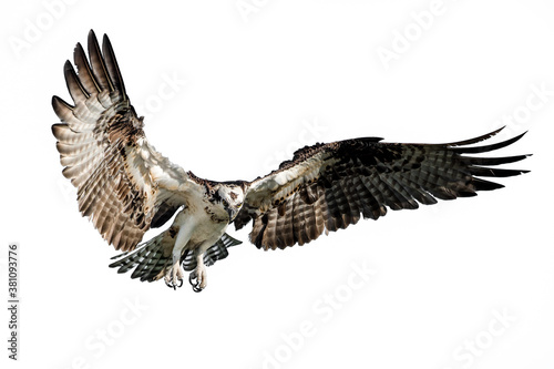 Isolated osprey in flight with fully open wings on a white background photo