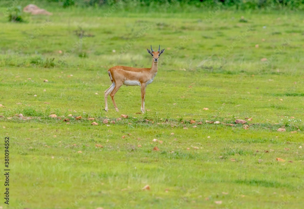 Blackbuck or Indian Antelope staring at Visitor Blackbuck or Indian Antelope staring at Visitor