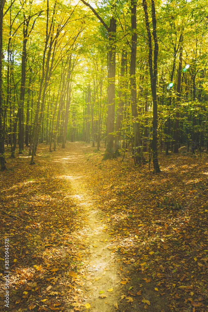 Path through autumnal and sunny forest Path through autumnal and sunny forest
