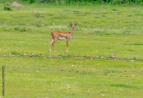 Fototapeta Naklejka Na Ścianę i Meble -  Blackbuck or Indian Antelope staring at Visitor