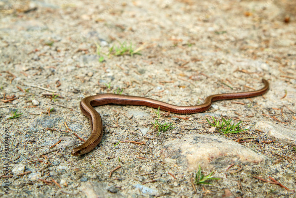 The blindworm, the reptile from the species of Anguis fragilis on the ground. The blindworm, the reptile from the species of Anguis fragilis on the ground.