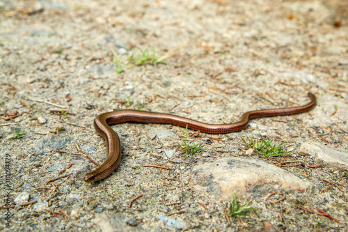 The blindworm, the reptile from the species of Anguis fragilis on the ground. 