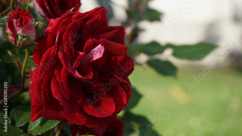 red rose in the garden