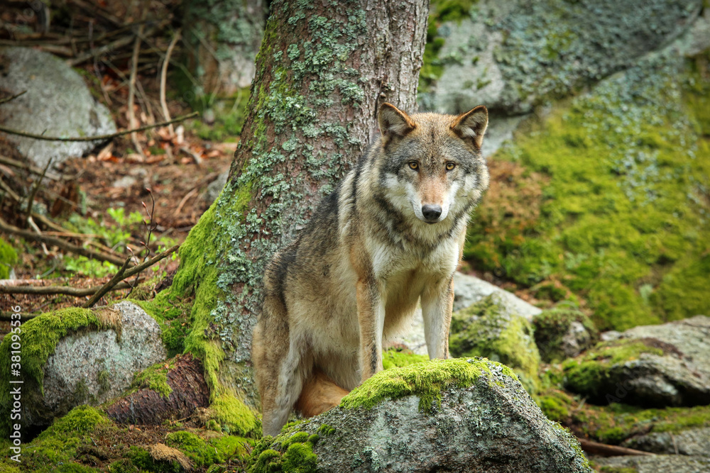 The portrait of wolf in Czech Republic in his natural habitat in a protected national area in southern Bohemia called Šumava. The portrait of wolf in Czech Republic in his natural habitat in a protected national area in southern Bohemia called Šumava.