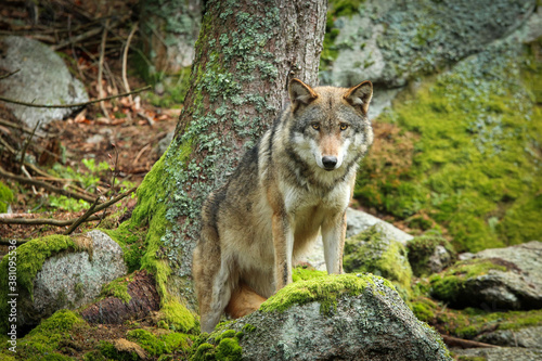 The portrait of wolf in Czech Republic in his natural habitat in a protected national area in southern Bohemia called   umava. 