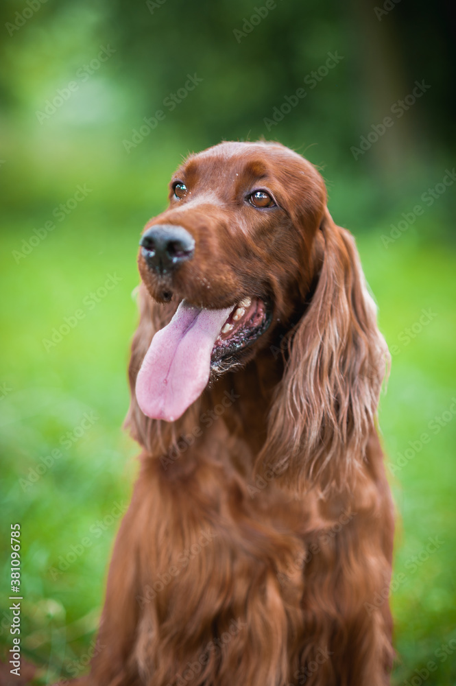 Irish Setter flower portrait