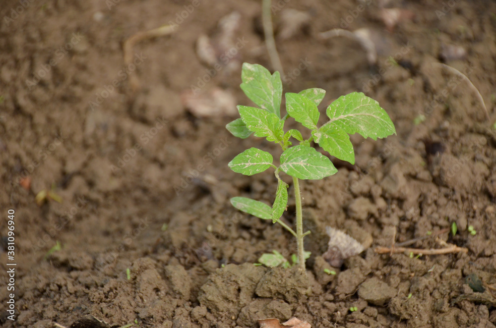 the small ripe green tomato plant seedlings in the garden. the small ripe green tomato plant seedlings in the garden.