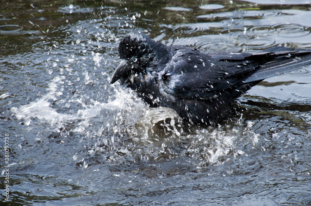 Fototapeta premium Sydney Australia, corvus coronoides also known as Australian raven splashing in water