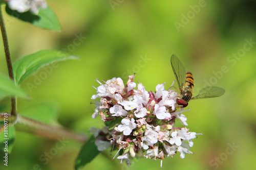 Black and orange striped male Marmalade Hoverfly, Episyrphus balteatus, pollinating a white flower, close up on a natural green background
