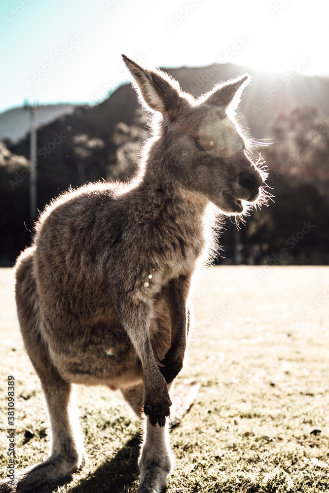 Fototapeta premium Australien Kangaroo Kind