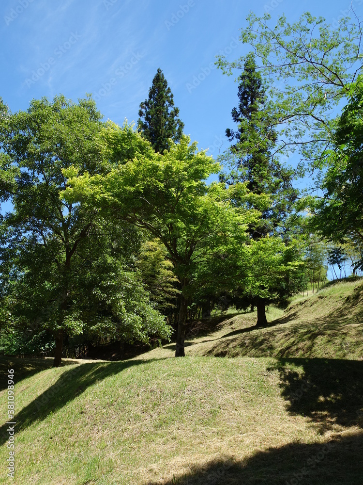 Obraz premium 新緑の木と青空