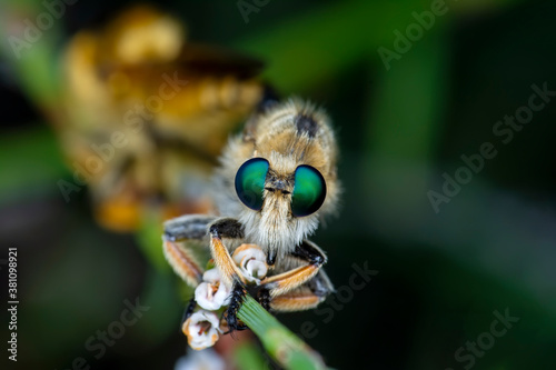 Macro shot of a robber fly in the garden photo