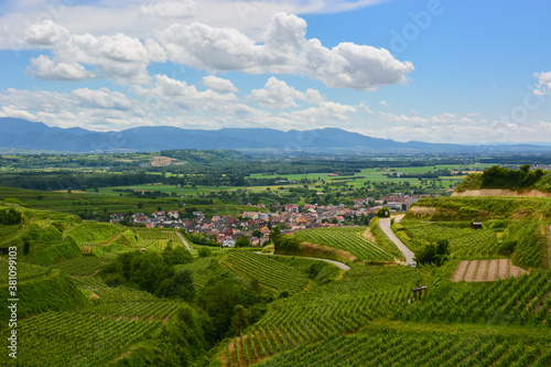 Ihringen im Kaiserstuhl - Weinbau / Baden-Württemberg / Deutschland