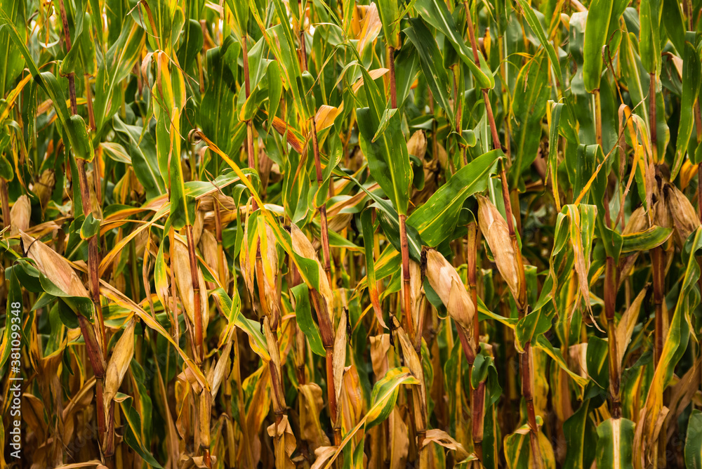 Obraz premium Corn in cob in field. Brown and green leaves, Autumn time.