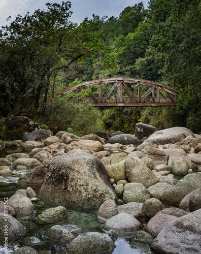 mountain river in the forest