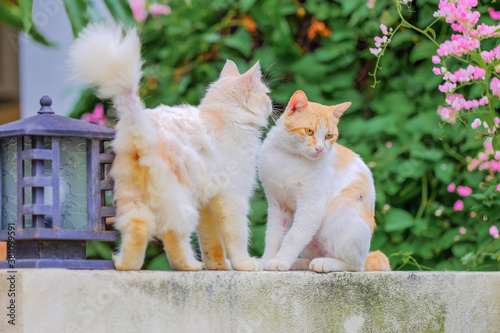 Ginger cat