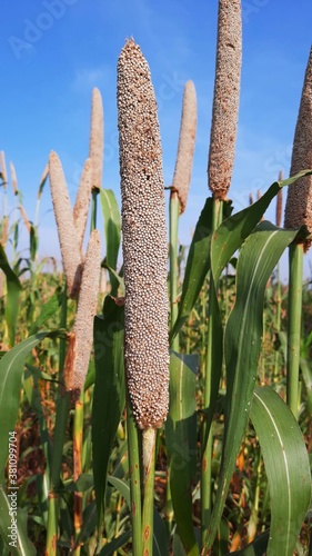 Pearl millet or Bajra green plant in a farm of India